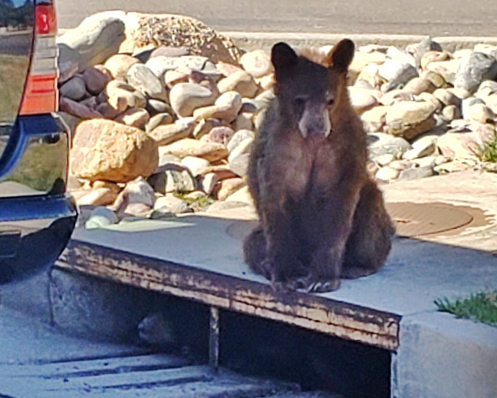 Bears